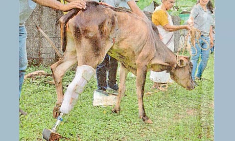 கால்முறிந்த பசுவுக்கு செயற்கை கால் பொருத்தி நடக்க பயிற்சி...