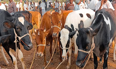புளியம்பட்டி வார சந்தையில் கால்நடைகள் விற்பனை அமோகம்