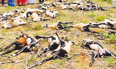 இறந்து கிடந்த ஆடுகளை காணலாம்.