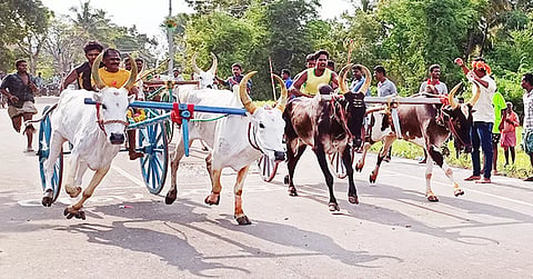போட்டியில் பங்கேற்ற மாட்டு வண்டிகள் இலக்கை நோக்கி பாய்ந்து வந்த காட்சி.