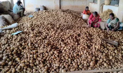 மேட்டுப்பாளையம் மண்டிகளுக்கு வெளிமாநிலங்களில் இருந்து உருளைக்கிழங்கு வரத்து அதிகம்