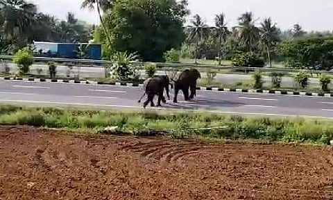 நாட்டறம்பள்ளி அருகே 6 பேரை கொன்ற காட்டு யானைகள்- கிராமத்தில் புகுந்து அட்டகாசம்