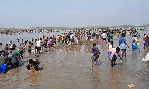 மணிமுக்தா அணையில் மீன் பிடி திருவிழா- 7 ஆயிரம் கிலோ மீன்கள் சிக்கின