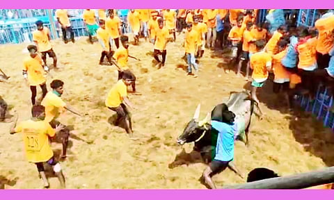 காளைகள் முட்டியதில் 39 பேர் காயம்