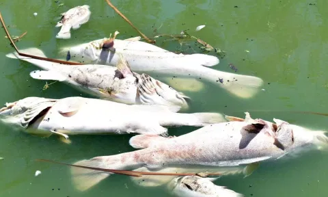 பாலாற்றில் உயிரிழந்த மீன்கள்