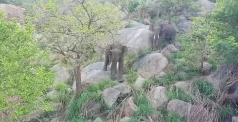 ஏலகிரி மலையில் யானைகளுக்கு பயந்து கிராமங்களில் மின்சாரம் துண்டிப்பு