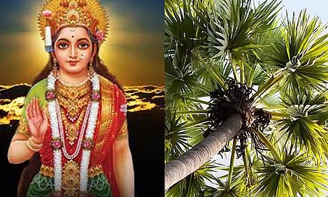 மேல்மலையனூர் ஏரியில் பனை மரம் இல்லாத காரணம்