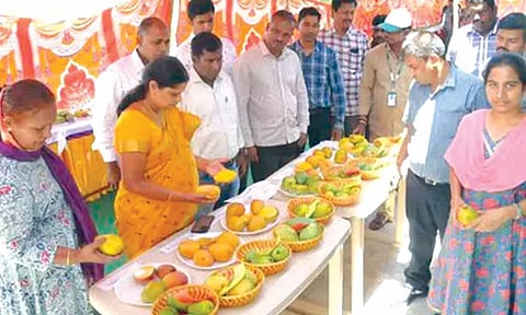 ஆந்திராவில் ஒரே இடத்தில் 77 வகை மாம்பழங்கள் விற்பனை