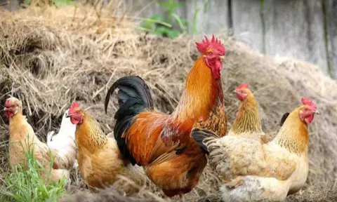 கோப்புபடம்.