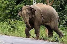 ஓசூர் வனக்கோட்டத்தில் யானைகள் கணக்கெடுக்கும் பணி தொடங்கியது