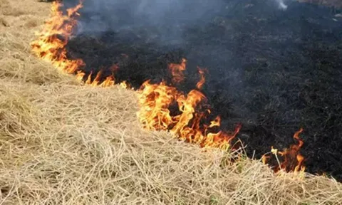 வைக்கோல் கட்டுகள் தீயில் எரிந்து நாசமானது