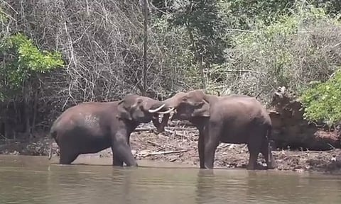 மாயாற்றின் கரையில் ஆக்ரோஷமாக மோதிக்கொண்ட யானைகள்