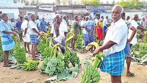 பரமத்தி வேலூர் தினசரி வாழைத்தார் ஏல மார்க்கெட்டில் விவசாயிகள் வாழைத்தார்களை விற்பனைக்கு கொண்டு வந்த காட்சி.