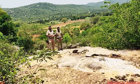 குடியாத்தம் வனசரகத்தில் யானைகள் கணக்கெடுக்கும் பணி நடந்தது.