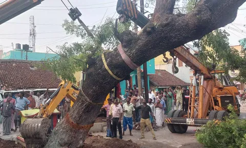 வேரோடு சாய்ந்த வேப்பமரத்தை மீண்டும் நட்டு வைத்த காட்சி