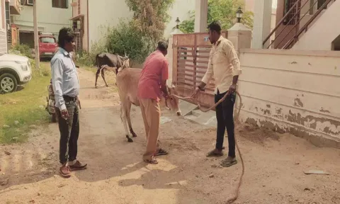 காட்பாடி தெருக்களில் சுற்றித்திரிந்த மாடுகளை மாநகராட்சி ஊழியர்கள் பிடித்த காட்சி.