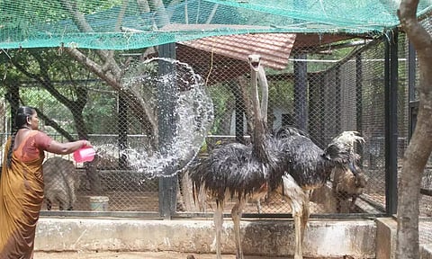 வண்டலூர் மற்றும் கிண்டி பூங்காவில் கோடை வெயிலில் இருந்து விலங்குகளை பாதுகாக்க சிறப்பு ஏற்பாடுகள்