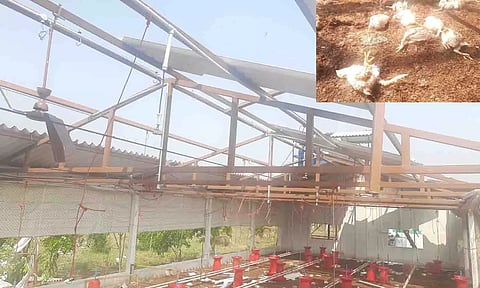 உயிரிழந்த கோழிக்குஞ்சுகள். சேதமாகியுள்ள கோழிப் பண்ணையின் மேற்கூரைகளை படத்தில் காணலாம்.