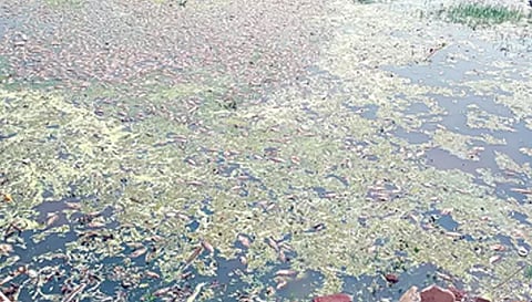 ஏரியில் மீன்கள் செத்து மிதப்பதை படத்தில் காணலாம்.