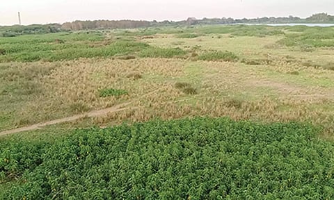 விண்ணமங்கலம் வெண்ணாற்றில் நீரோட்டத்திற்கு தடையாக உள்ள நெய்வேலி காட்டாமணக்கு செடிகள்
