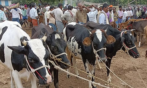 ரூ.1 கோடியே 10 லட்சத்திற்கு கால்நடைகள் விற்பனை