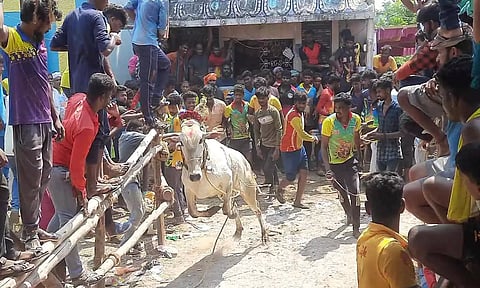 பொய்கை மோட்டூர் கிராமத்தில் காளைகள் முட்டி 2 பேர் படுகாயம்