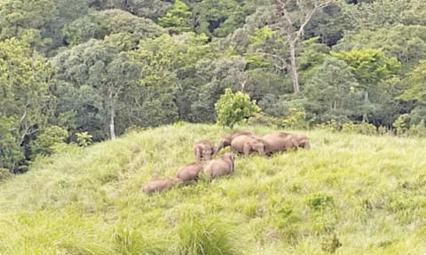 குமரி மாவட்ட வனப்பகுதியில் 15 யானைகள்