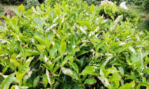 கோத்தகிரியில் பச்சை தேயிலை மகசூல் அதிகரிப்பு