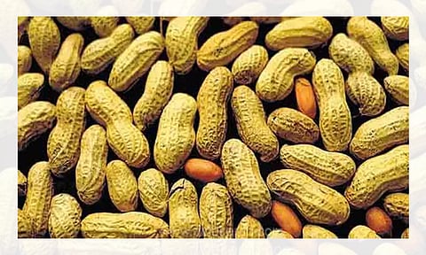 வியாழக்கிழமை தோறும் நிலக்கடலை ஏலம்