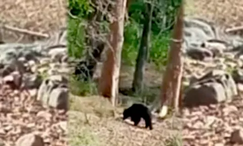 சாலையில் நடந்து சென்ற கரடி