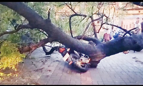 பைக் மீது முறிந்து விழுந்த ராட்சத மரம்.&nbsp;