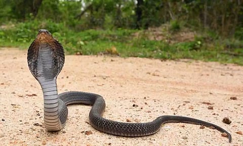 கோப்புபடம்.