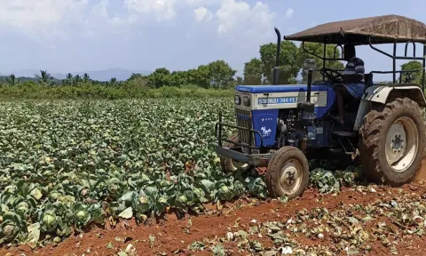 உரிய விலை கிடைக்காததால் 5 ஏக்கர்  முட்டைகோசை உழவு செய்து அளித்த விவசாயி