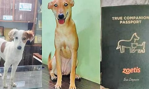 வாரணாசி தெருக்களில் இருந்து மீட்கப்பட்ட ஜெயா, மோதி என பெயரிடப்பட்ட நாய்கள் மற்றும் அவற்றின் பாஸ்போர்ட்டை படத்தில் காணலாம்.