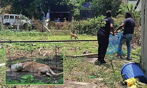 10 நாட்களாக பிளாஸ்டிக் டப்பாவுக்குள் தலைசிக்கி தவித்த தெருநாய்