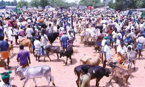 விற்பனைக்காக கொண்டுவரப்பட்ட மாடுகளை படத்தில் காணலாம்.
