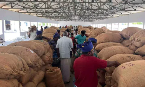 வெள்ளக்கோவில் ஒழுங்குமுறை விற்பனைக் கூடத்தில் சூரியகாந்தி விதை விற்பனை நடைபெற்ற காட்சி.