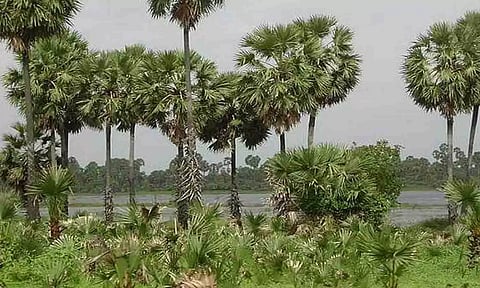 கோப்புபடம்.