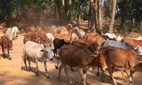 கோப்புபடம்.