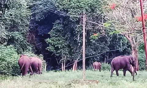 சுருளியாறு மின் நிலைய ஊழியர்கள் குடியிருப்பு பகுதியில் உலா வரும் யானைகள்.