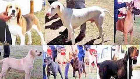 ஏற்காடு கோடை விழாவில் செல்லப்பிராணிகள் கண்காட்சி