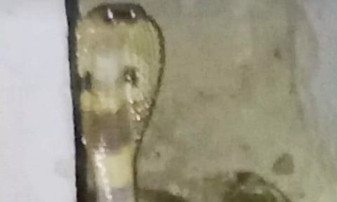 வேடசந்தூரில் சமையல் அறையில் புகுந்த 7 அடி நீள கருநாகம்