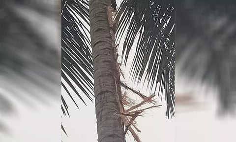 மின்னல் தாக்கியதில் தென்னை மரம் சேதம்