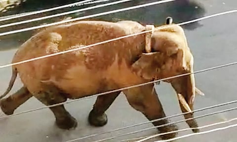 கம்பத்தில் ஊருக்குள் புகுந்து பொதுமக்களை மிரட்டிய அரிசிக்கொம்பன் யானை