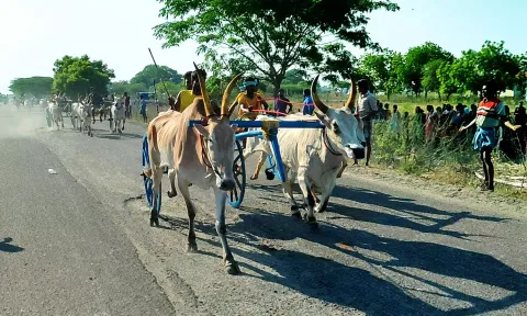 போட்டியில் கலந்து கொண்ட மாட்டு வண்டிகள் சீறிப்பாய்ந்த காட்சி.
