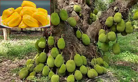 பண்ருட்டியில் நாளை மாபெரும் பலா திருவிழா.. 100 வகை பலா மரங்கள் விளையும் தோட்டத்தில் நடைபெறுகிறது