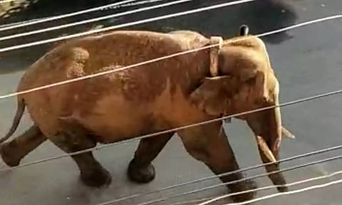 கம்பம் நகரில் உலா வந்த அரிசிகொம்பன் யானை.