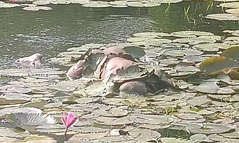 ஊரணியில் மூழ்கி முதியவர் பலி