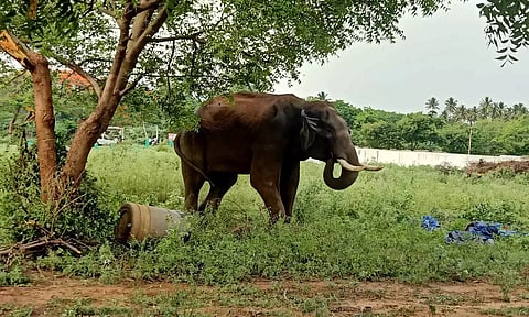 மூதாட்டியை தீண்டாத அரிசி கொம்பன்