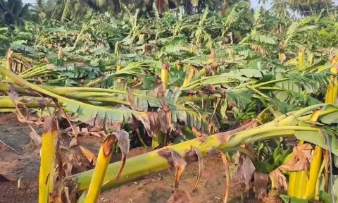 மழைக்கு சேதமான வாழைகள்